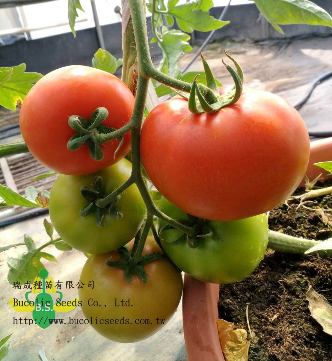 Beef Steak Tomato 9761 - Beef Steak Tomato 9761 (2)